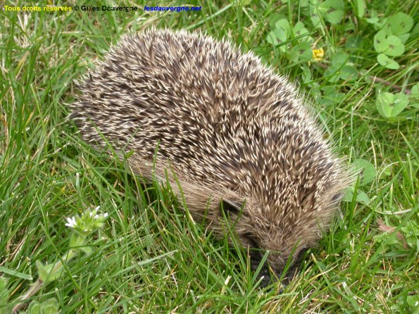Hérisson 01